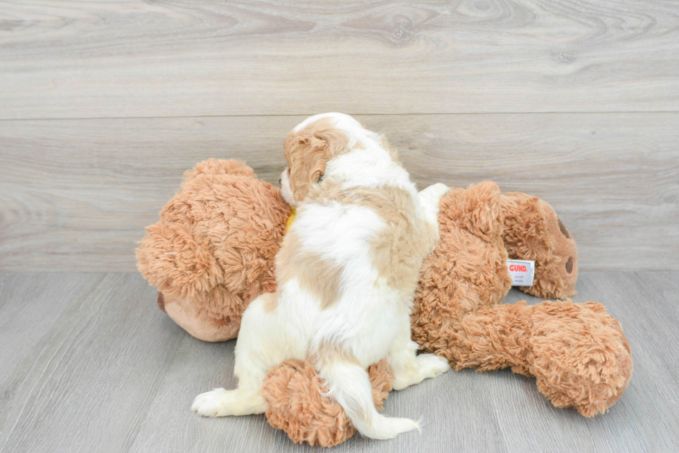 Playful Cavoodle Poodle Mix Puppy