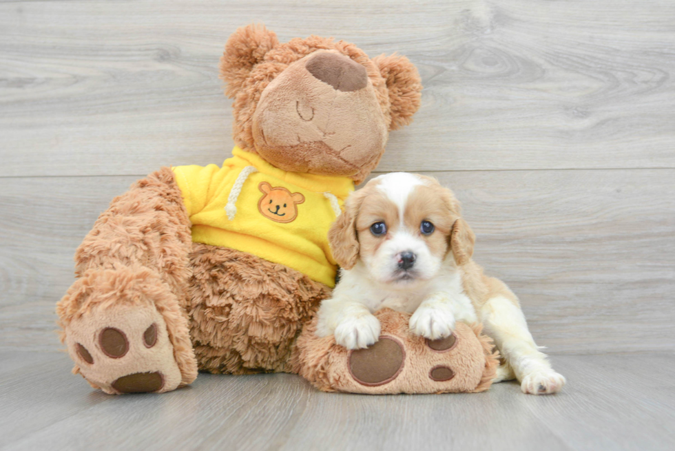 Fluffy Cavapoo Poodle Mix Pup