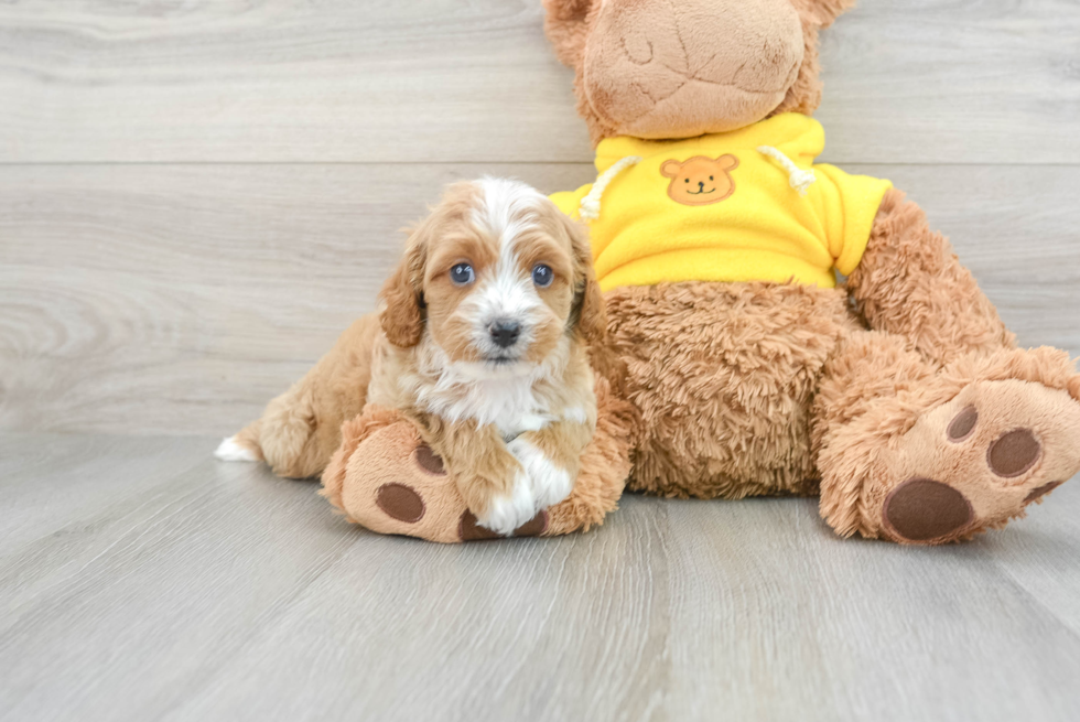 Cute Cavapoo Baby