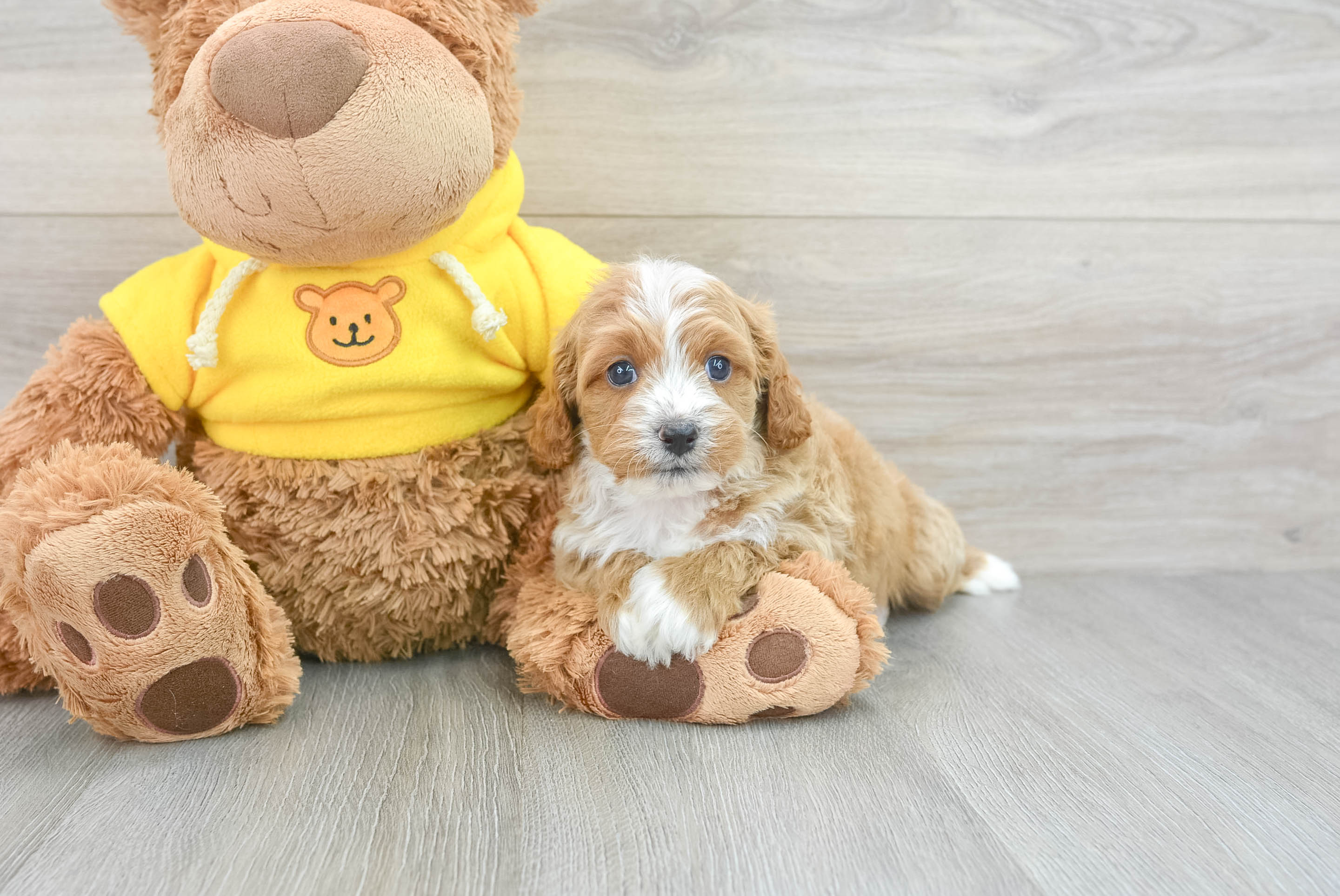 Friendly Cavapoo Baby