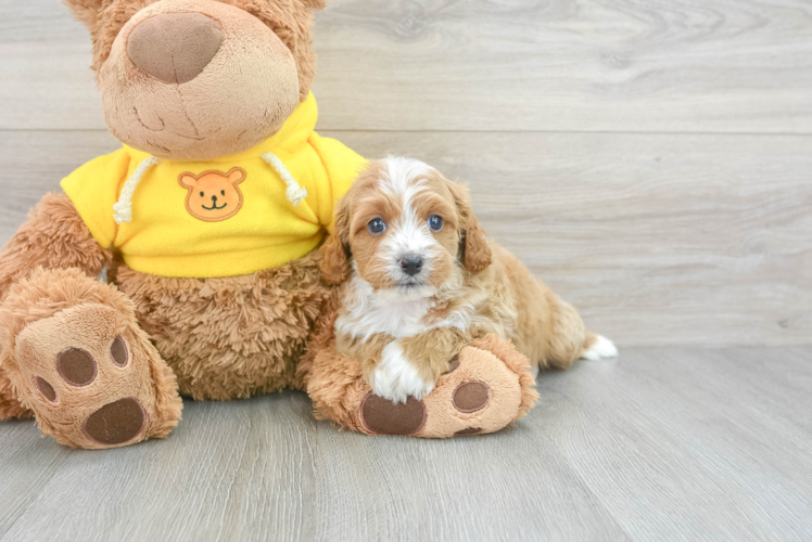 Friendly Cavapoo Baby