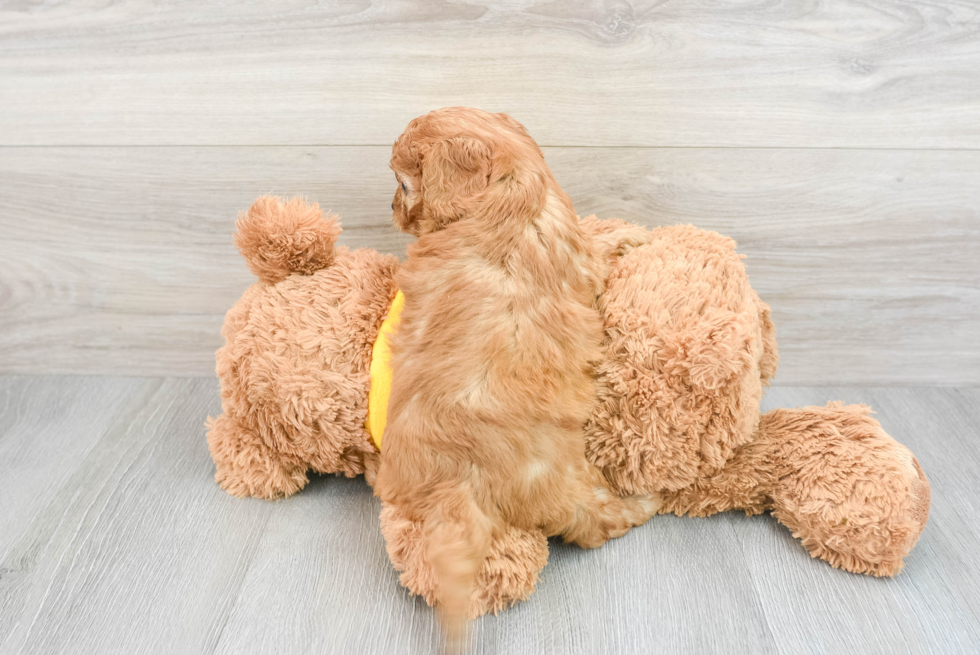 Funny Cavapoo Poodle Mix Pup