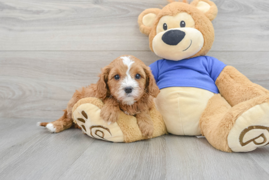 Little Cavoodle Poodle Mix Puppy