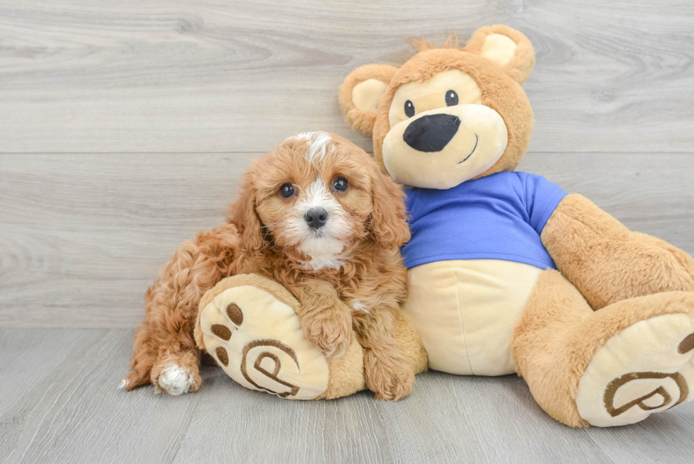 Best Cavapoo Baby