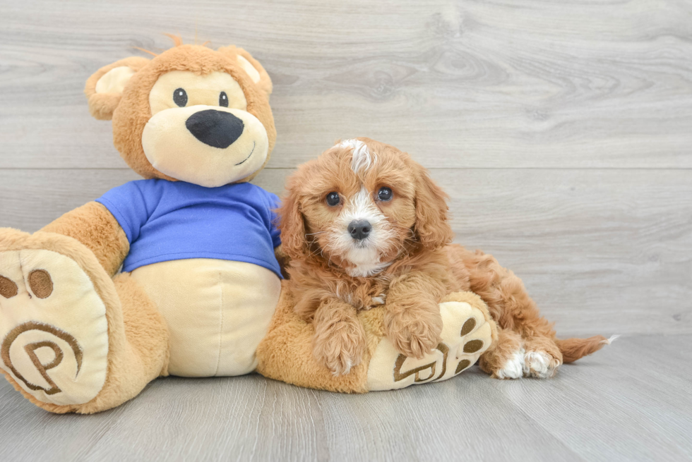 Sweet Cavapoo Baby