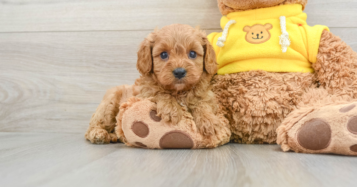 Playful Cavapoo Zain: 4lb 3oz Doodle Puppy