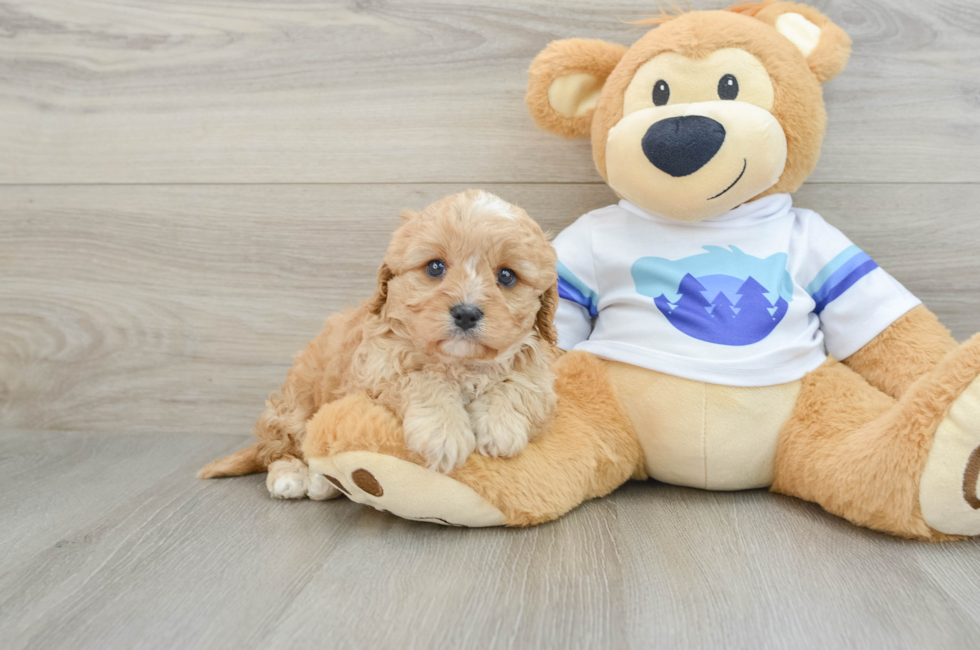 5 week old Cavapoo Puppy For Sale - Premier Pups