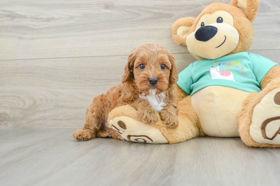 Petite Cavapoo Poodle Mix Pup