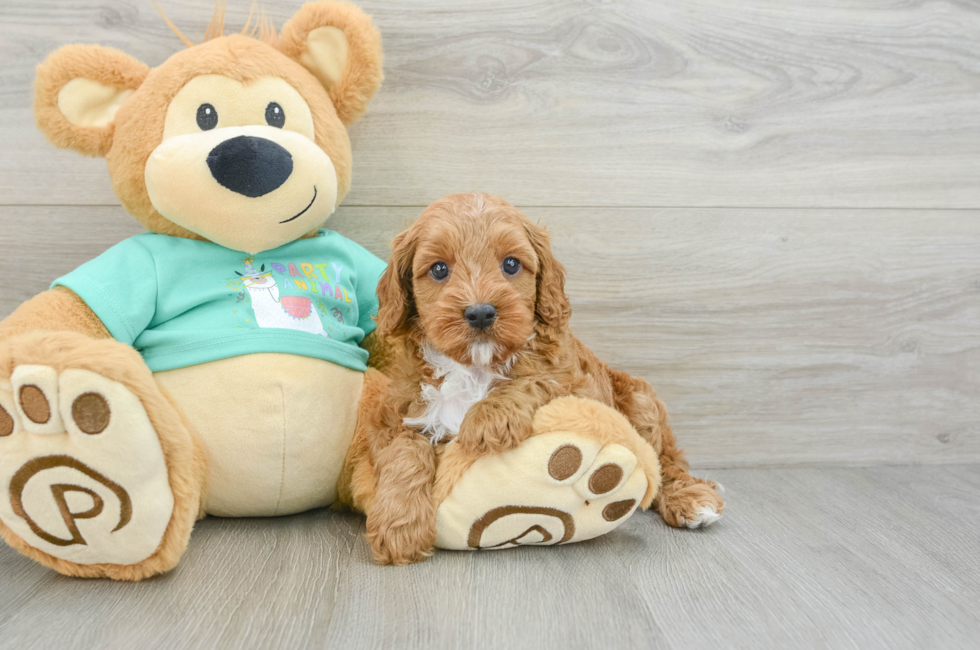 6 week old Cavapoo Puppy For Sale - Premier Pups