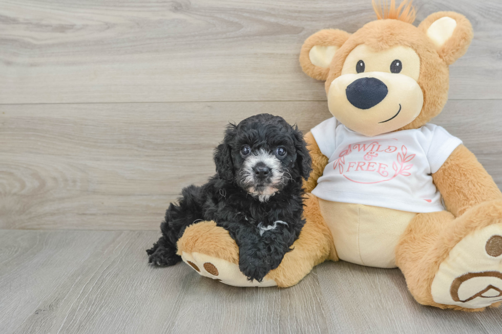 Cavapoo Puppy for Adoption