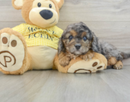 7 week old Cavapoo Puppy For Sale - Premier Pups