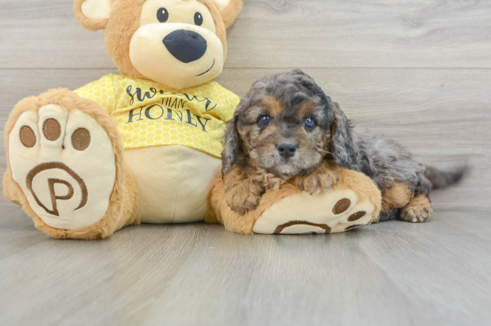 5 week old Cavapoo Puppy For Sale - Premier Pups