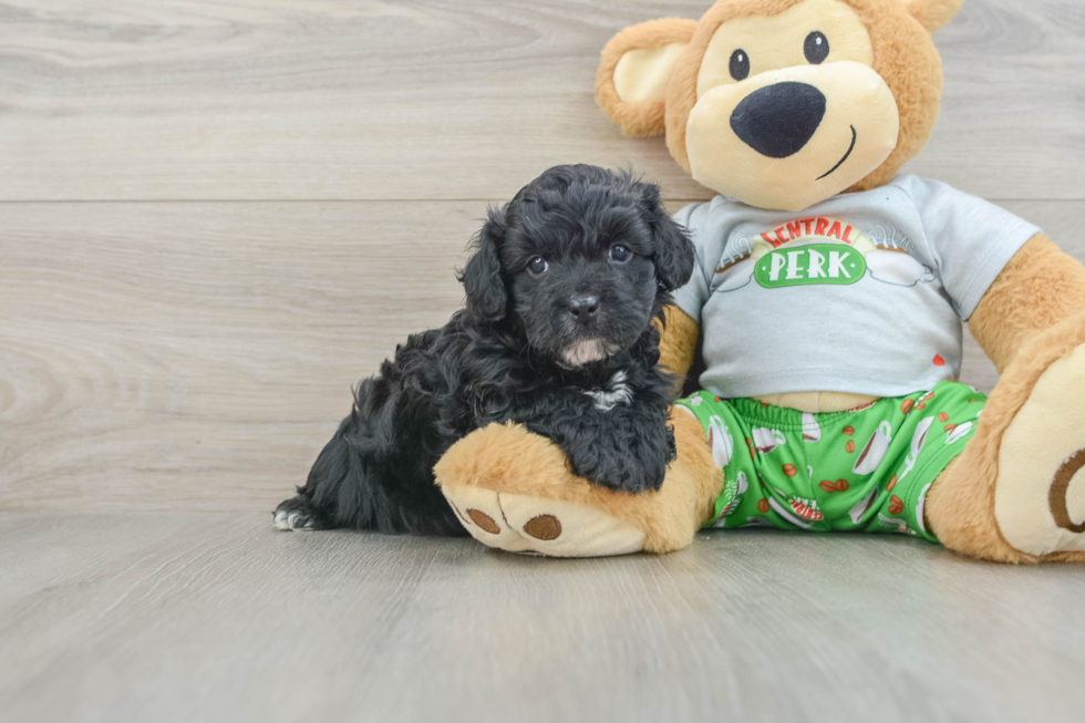 Small Cavapoo Baby