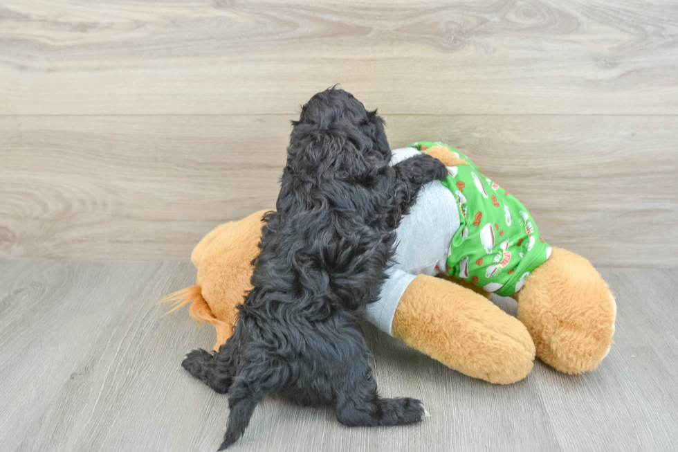 Popular Cavapoo Poodle Mix Pup