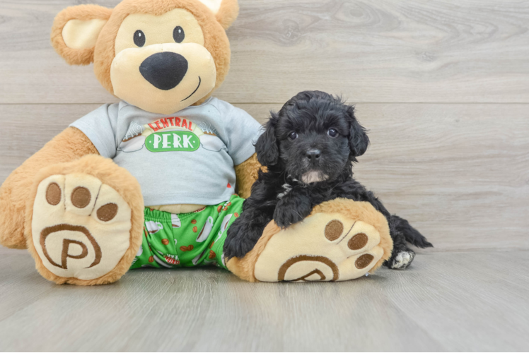 Cavapoo Pup Being Cute