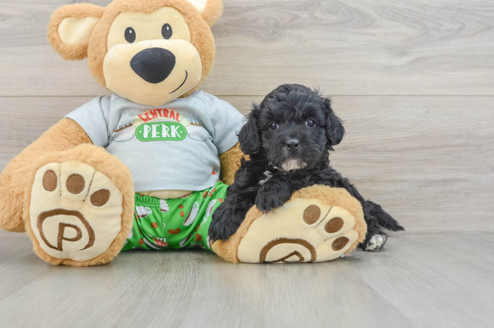 7 week old Cavapoo Puppy For Sale - Premier Pups