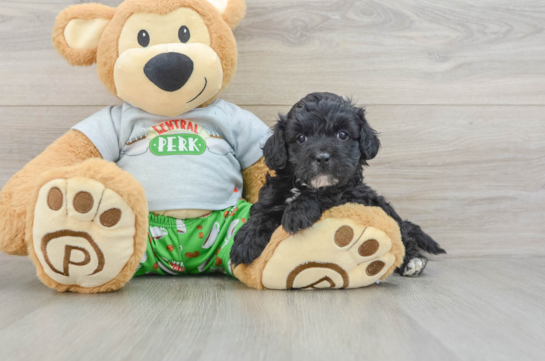 Cavapoo Pup Being Cute