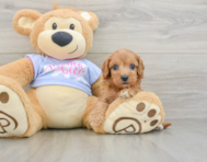 8 week old Cavapoo Puppy For Sale - Premier Pups