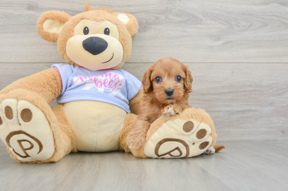 6 week old Cavapoo Puppy For Sale - Premier Pups