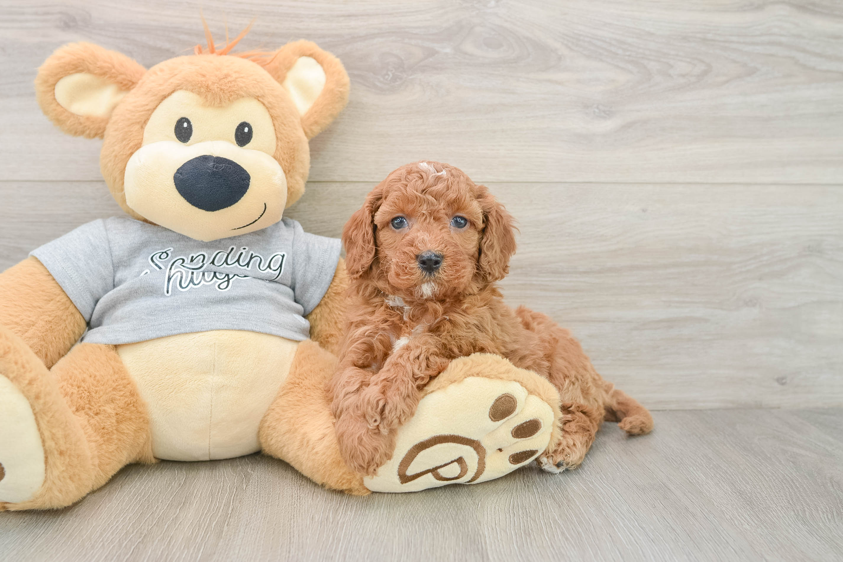 Friendly Cavapoo Baby