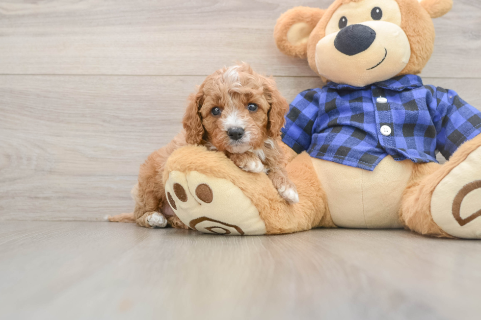 Cute Cavapoo Baby