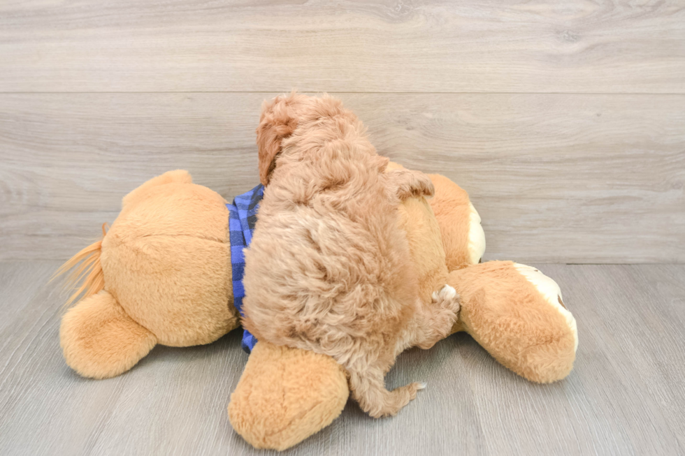 Cute Cavapoo Baby