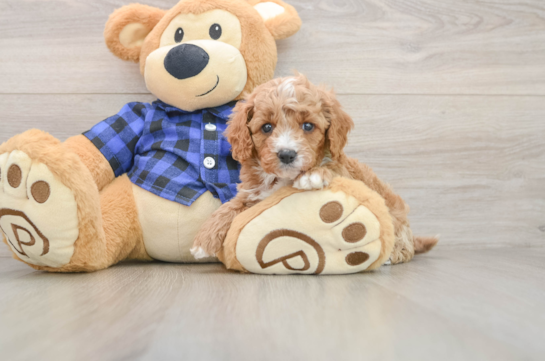 Cavapoo Puppy for Adoption