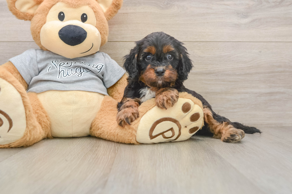 Cavapoo Pup Being Cute
