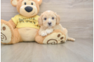 Cavapoo Puppy for Adoption