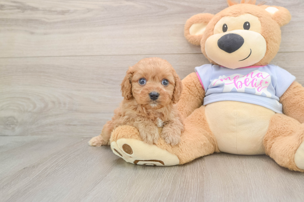Little Cavipoo Poodle Mix Puppy