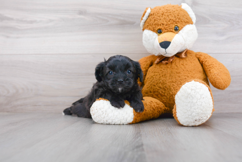 Cavapoo Pup Being Cute