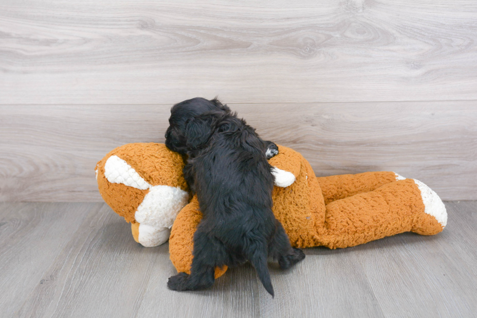 Funny Cavapoo Poodle Mix Pup