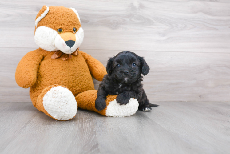 Happy Cavapoo Baby