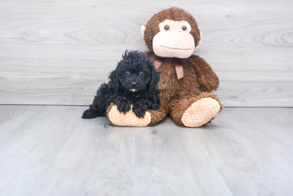 Smart Cavapoo Poodle Mix Pup