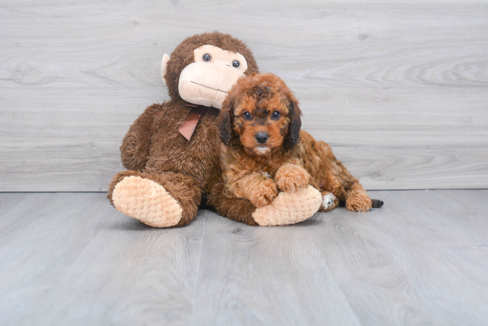 Cavapoo Puppy for Adoption