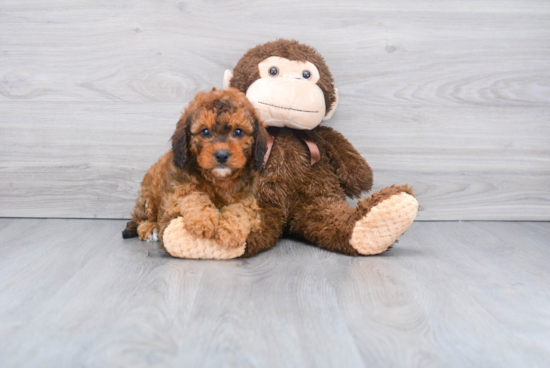 Friendly Cavapoo Baby