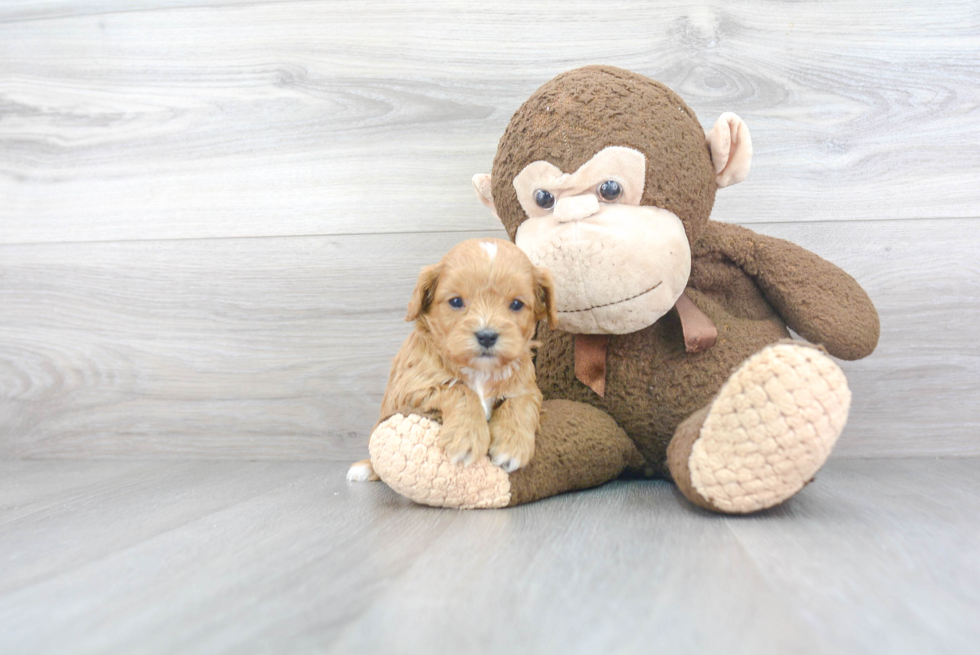 Cavapoo Pup Being Cute