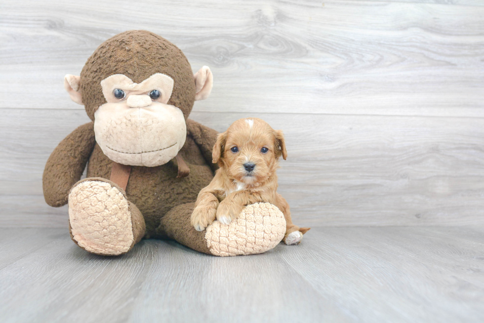 Best Cavapoo Baby