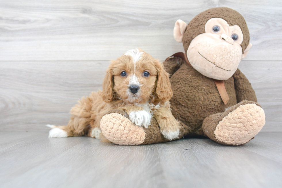 Cavapoo Pup Being Cute