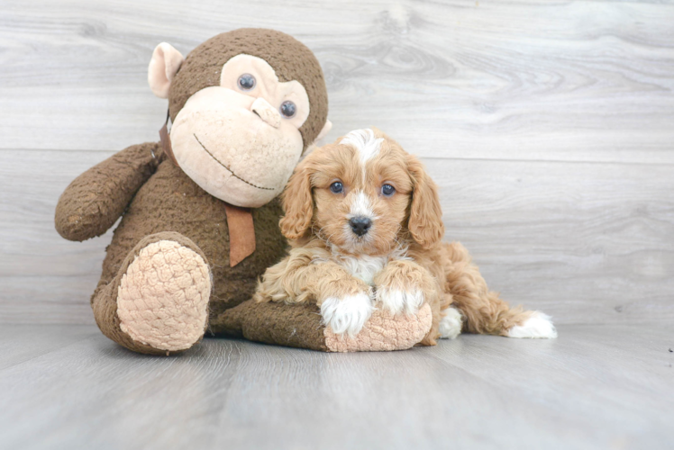 Cavapoo Pup Being Cute