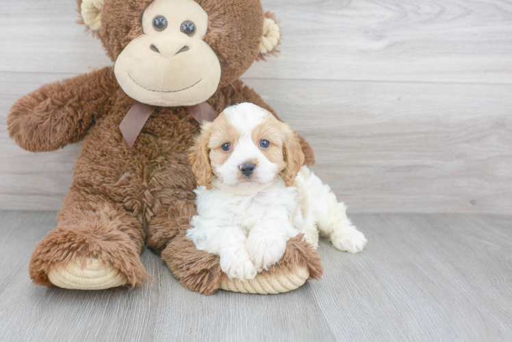 Cavapoo Puppy for Adoption