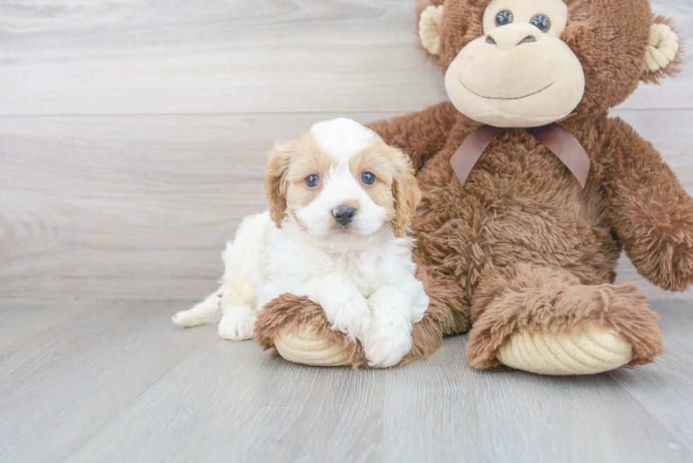 Fluffy Cavapoo Poodle Mix Pup