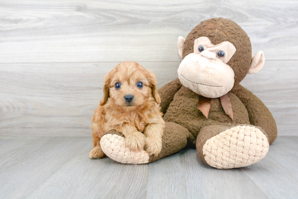 Cavapoo Puppy for Adoption