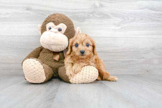 Smart Cavapoo Poodle Mix Pup