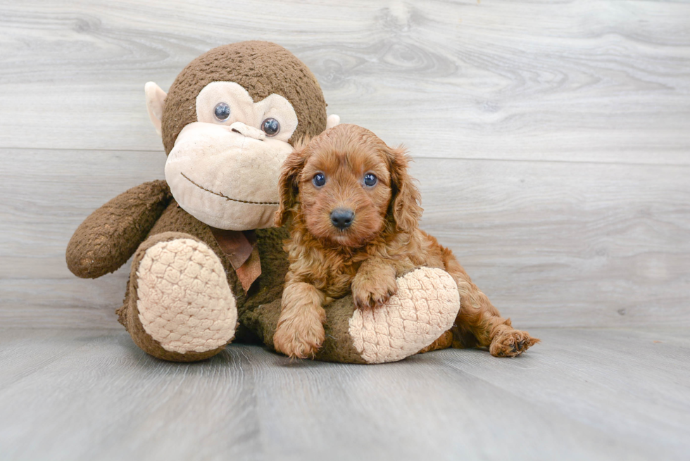 Cavapoo Pup Being Cute