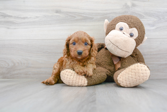 Playful Cavoodle Poodle Mix Puppy