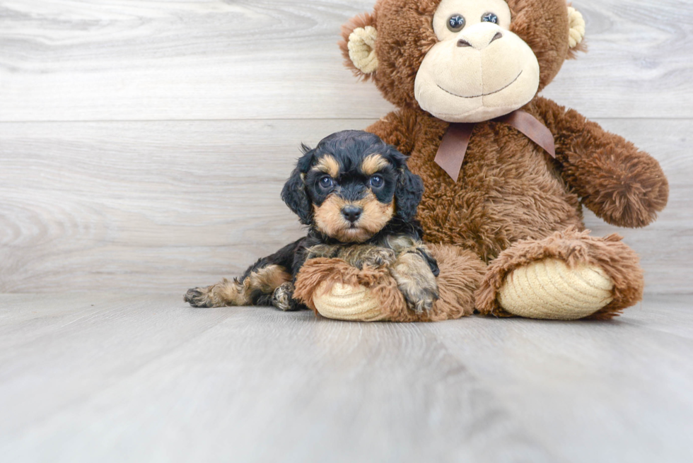 Cavapoo Pup Being Cute