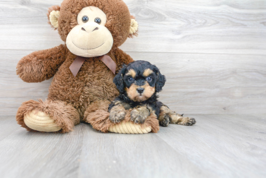 Cavapoo Puppy for Adoption