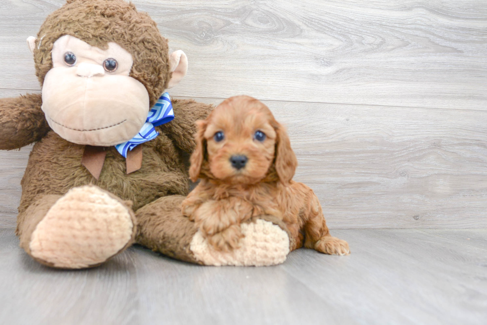 Cavapoo Puppy for Adoption