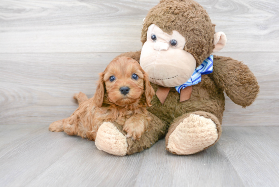 Cavapoo Pup Being Cute